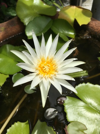 White lotus water lily flowerの写真素材
