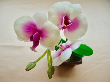 White orchidの写真素材