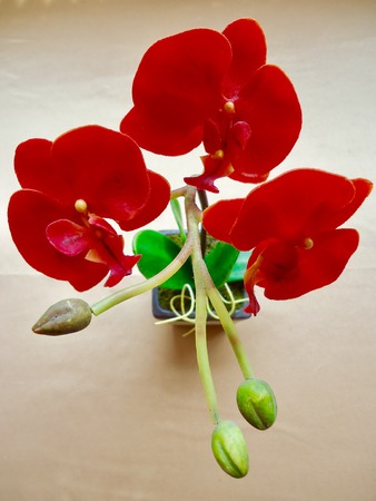 Red orchidの写真素材