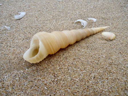 Gastropods Sea shell, wildlife of oceanの写真素材