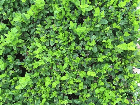 Background from texture of leaf