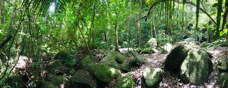 Panorama view of tropical evergreen forest, more green tree and big stoneの写真素材