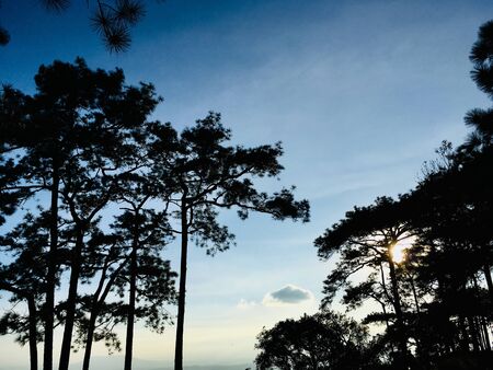 Silhouette of pine trees on colorful sunset light and blue sky, backgroundの写真素材