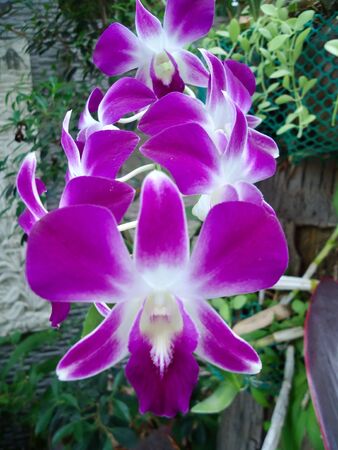 Fresh purple orchid flowerの写真素材