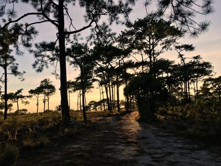 Scenery of nature in the wood walking path, green tree, sky and sunlight at Phukradueng national park Thailandの写真素材