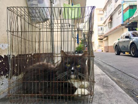 Cat in a cage at its home, locked up by the ownerの写真素材