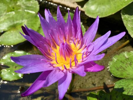 Close up shot of purple lotus water lily flowerの写真素材