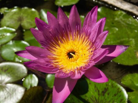 Close up shot of deep pink lotus water lily flowerの写真素材