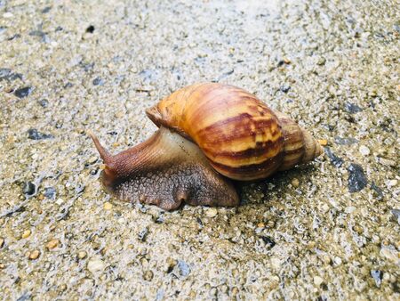Big garden snail (Helix Aspersa) in shell crawling on groundの写真素材