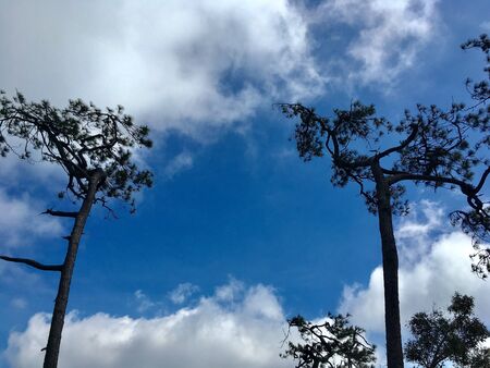 Couple big pine in sunny day on blue sky background and cloudの写真素材