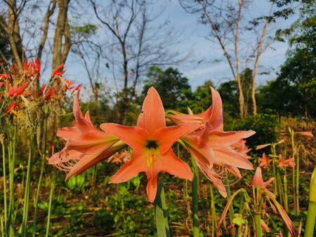 Close up bouquet shot of Orange Amaryllis lily flowerの写真素材