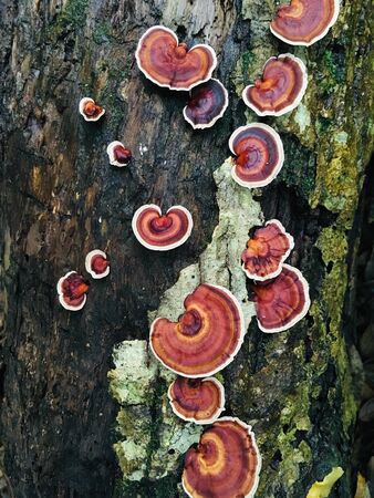 Mushroom (Ganoderma lucidum, Lingzhi or Reishi) on a tree in rain forestの写真素材