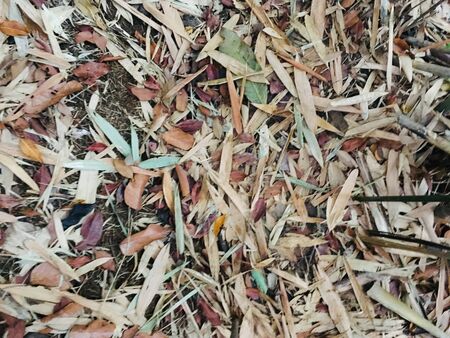 Background texture of dry leaves bamboo and other on path way in forestの写真素材
