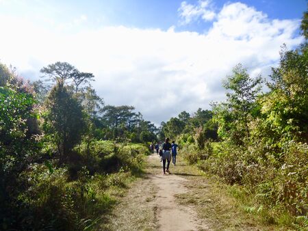 Traveler with backpack walking on path of wood to adventure trip at Phukradueng national park in Loei province, Thailandの写真素材