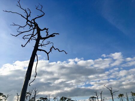 Alone dry tree in summer season with blue sky and clouds, bad feelの写真素材