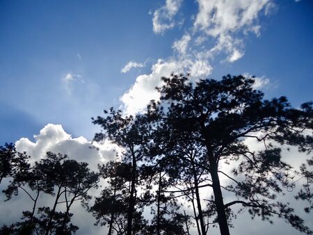 Scenery of tree on blue sky and clouds background, Silhouette sceneの写真素材