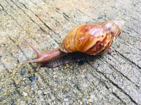Big garden snail (Helix Aspersa) in shell crawling on groundの写真素材