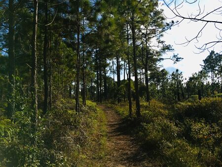 Scenery of nature in the wood walking path, green tree blue sky and sunlightの写真素材