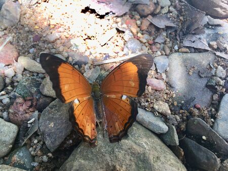 Beautiful orange butterfly (scarce, copper butterfly) on rock in the woodの写真素材