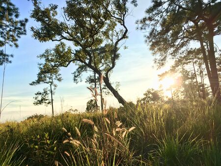 Scenery of nature in the wood walking path side, green tree blue sky and sunlightの写真素材