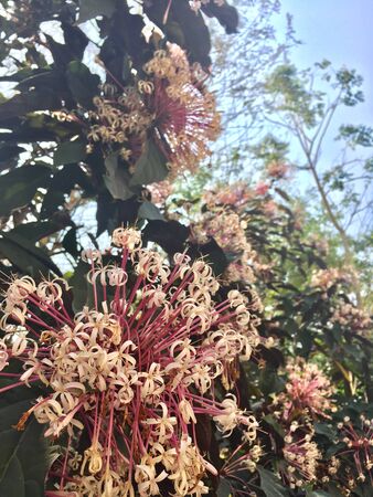 Close up bouquet shot of White and pink Grevillea Superb Officinale flowerの写真素材