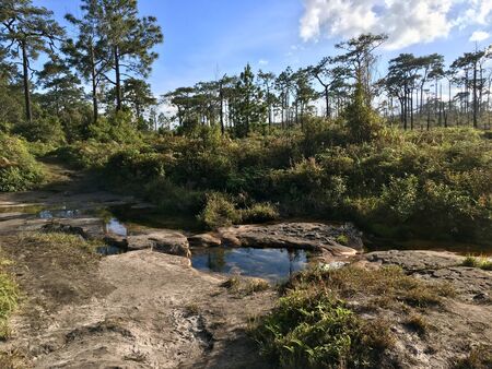 Scenery of nature in the wood walking path side, more green tree and pond with blue sky sunlight backgroundの写真素材