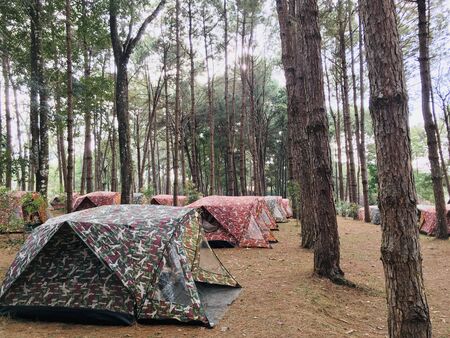 Camping tents of traveler adventure trip in the national forest parkの写真素材