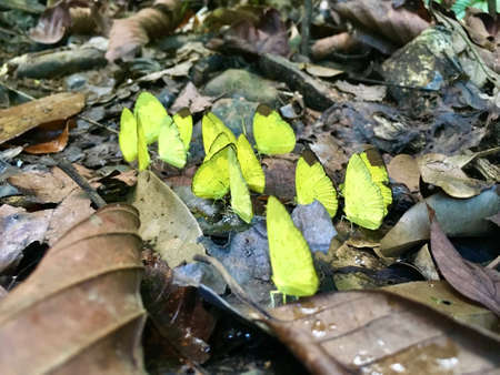 Beautiful yellow butterfly (Orange Sulphur or Clouded Sulphur) on the ground in the woodの写真素材
