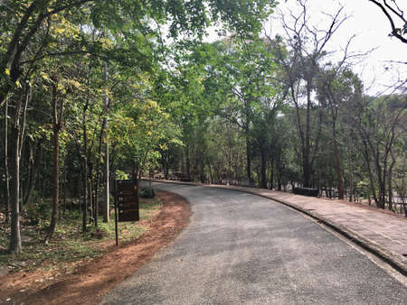 Scenery of curve road and sideways the forest have more treeの写真素材