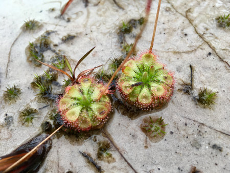 Drosera Burmannii (Sundew) carnivorous plant, flora can eat insectの写真素材