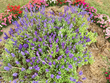 Field of Purple lavender flower, Close up bouquet shot backgroundの写真素材