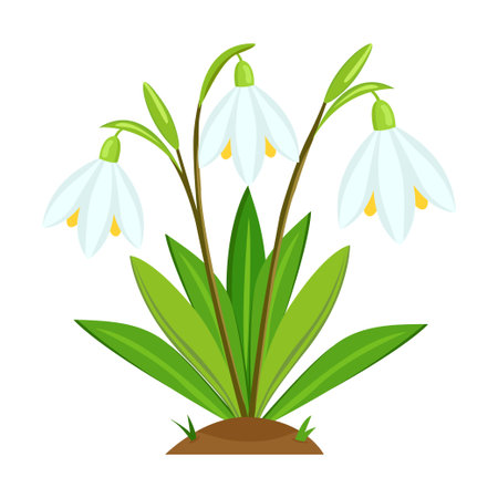 Snowdrop flower. Flat illustration of snowdrop flower vector icon for webのイラスト素材