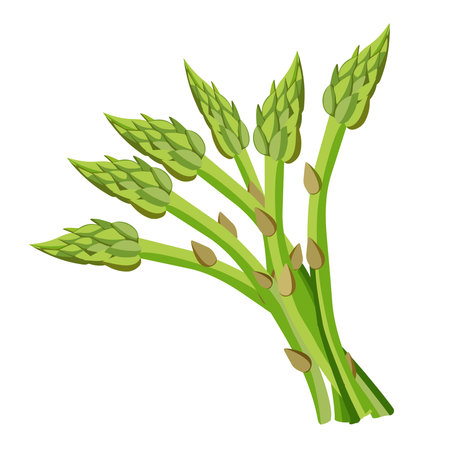 Bunch of green asparagus isolated on white background. Vector illustration.のイラスト素材