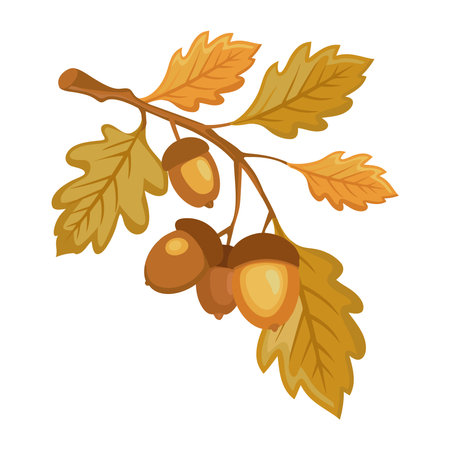 Autumn oak branch with leaves and acorns. Vector illustration isolated on white background.のイラスト素材