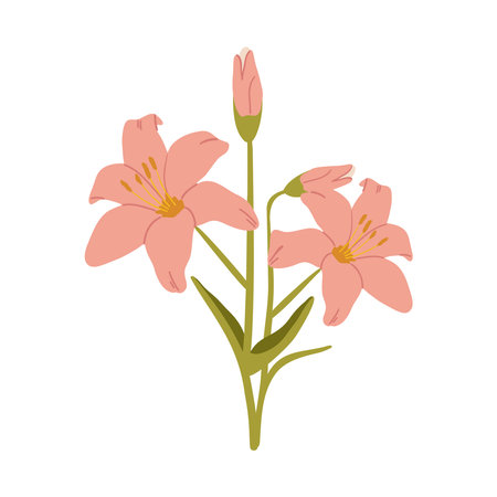 Pink lily flower isolated on white background. hand drawn illustration of lilies, floral elements isolated on white background.のイラスト素材