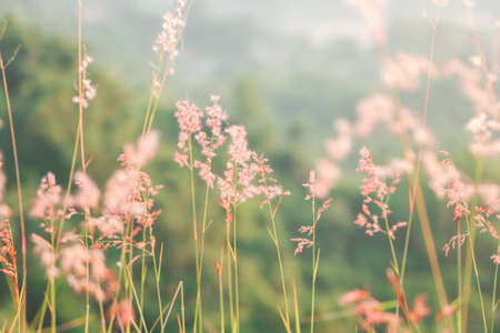 Postcard/ Blooming reed flower - Tainan, Taiwan the pink flowers bloom luxuriantlyの写真素材