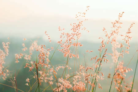 Postcard/ Blooming reed flower - Tainan, Taiwan the pink flowers bloom luxuriantlyの写真素材