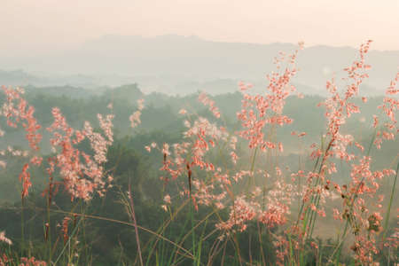 Postcard/ Blooming reed flower - Tainan, Taiwan the pink flowers bloom luxuriantlyの写真素材