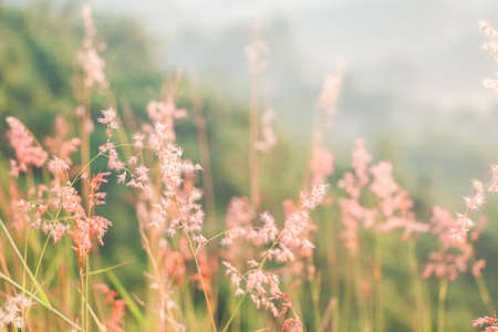 Postcard/ Blooming reed flower - Tainan, Taiwan the pink flowers bloom luxuriantlyの写真素材