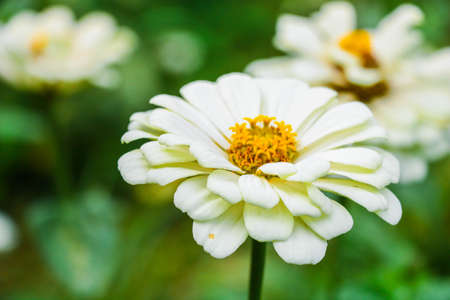 The white blooming flowers / Chrysanthemumの写真素材