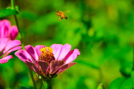 Bees work between the pink blooming flowersの写真素材