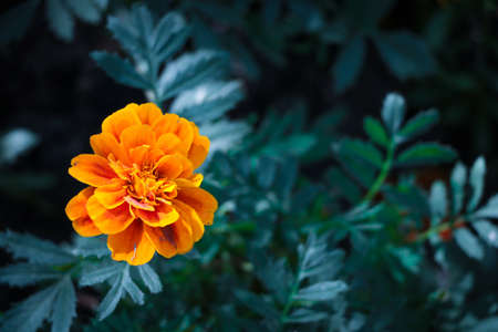 The yellow blooming flowers / Chrysanthemumの写真素材