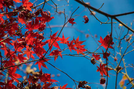Beautiful maple in Taiwan, Fushoushanの写真素材
