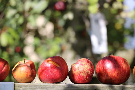 Apple tree in Taiwan, Fushoushanの写真素材