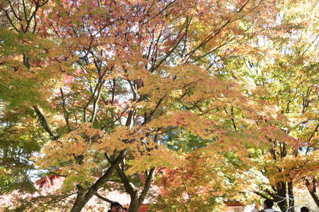 Beautiful maple in Taiwan, Fushoushan