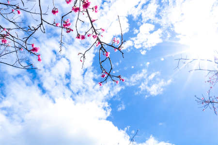 Beautiful cherry blossom sakura in spring time over blue sky.の写真素材
