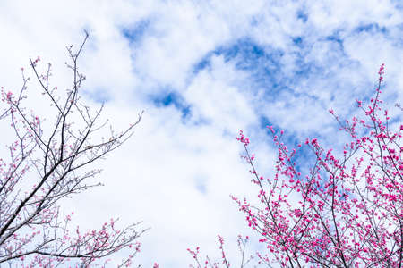 Beautiful cherry blossom sakura in spring time over blue sky.の写真素材
