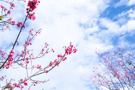 Beautiful cherry blossom sakura in spring time over blue sky.の写真素材