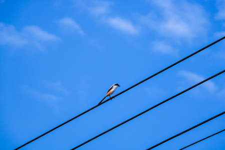 Northern Grey Shrike sitting on the wireの写真素材