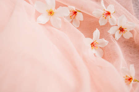 Tung blossom/Vernicia fordii/ Tungoil Tree /Tung tree / Aluerites fordii Hemsi /Aleurites montana in full blossomの写真素材